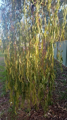 Box Mistletoe
