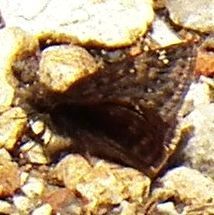 Erynnis juvenalis juvenalis