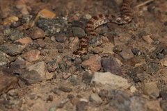 Lytorhynchus ridgewayi