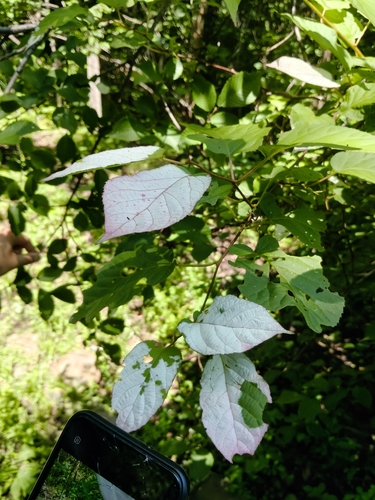 Kolomicta