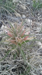 Castilleja sessiliflora