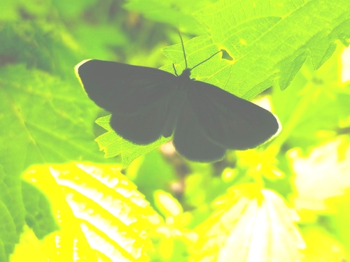 Chimney-sweeper