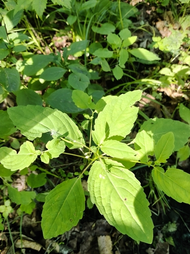 Touch-me-not Balsam