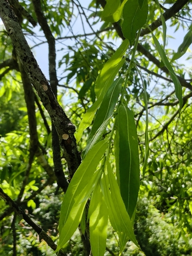Ganggye willow