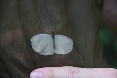 Nepheronia