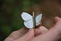 Nepheronia
