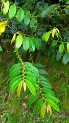 Glochidion acuminatum