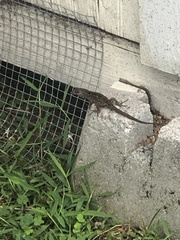 Anolis sagrei