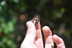 Neptis nemetes