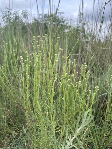 Santolina etrusca