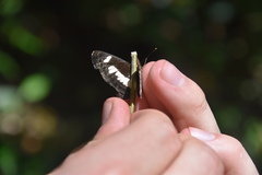 Neptis nemetes