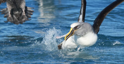 Buller's Albatross (Thalassarche bulleri), photo 8
