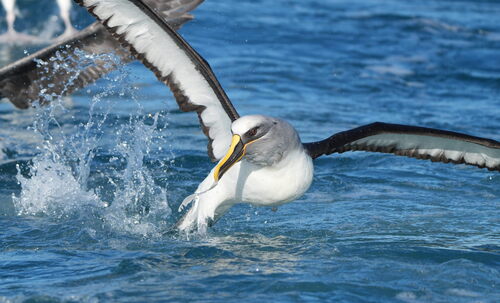Buller's Albatross (Thalassarche bulleri), photo 7