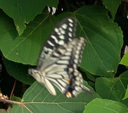 Chinese Yellow Swallowtail