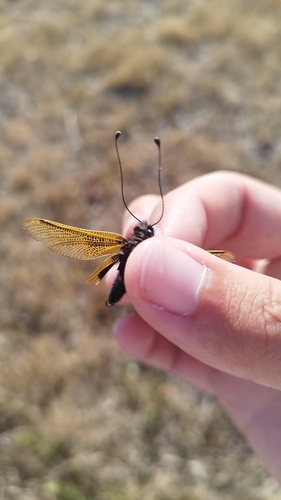 Libelloides longicornis
