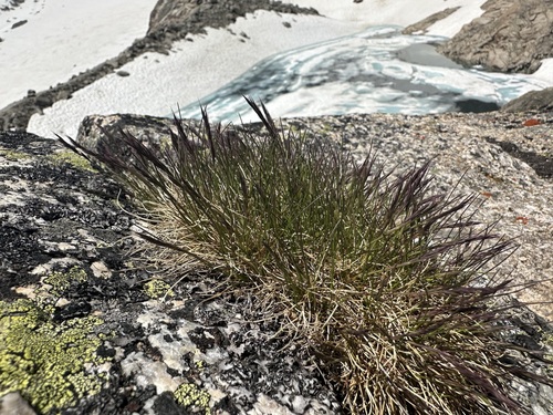 Festuca halleri