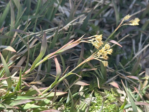 Luzula lutea, photograph 5