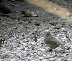 Lagonosticta senegala rendalli