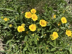 Golden Cinquefoil (Potentilla aurea)
