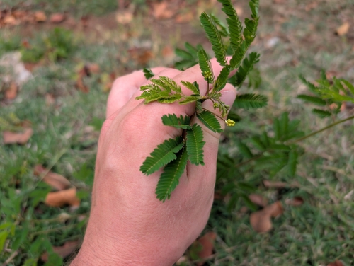Desmanthus pernambucanus observed 2026-06-18