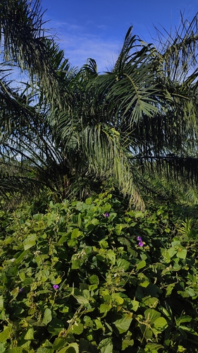 African oil palm
