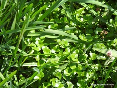 Ranunculus hederaceus