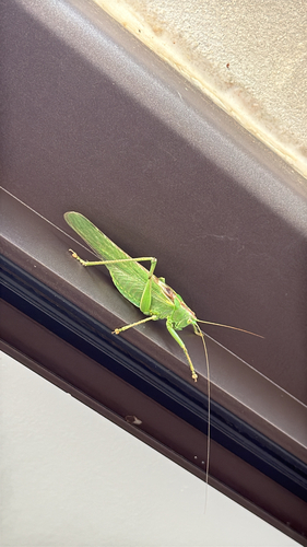 Great Green Bush-cricket