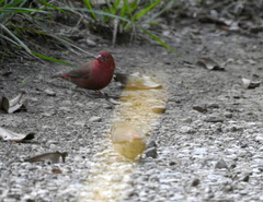 Lagonosticta senegala rendalli