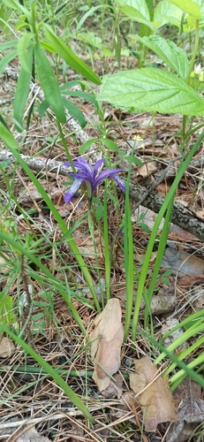 Pilgrim Iris