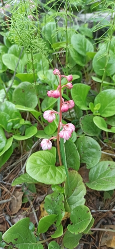 Pink wintergreen