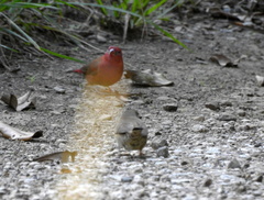Lagonosticta senegala rendalli