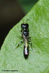Carinostigmus