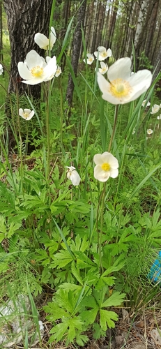 Snowdrop Anemone