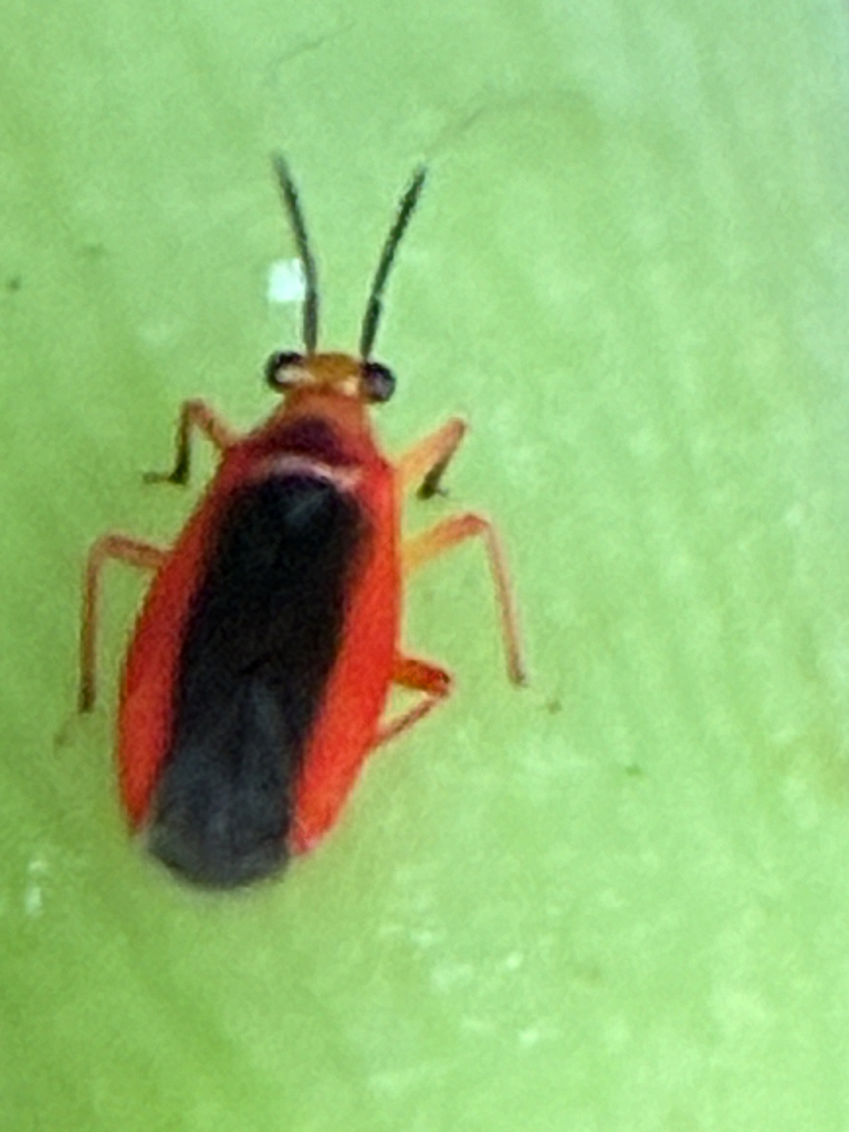 Neella dichora