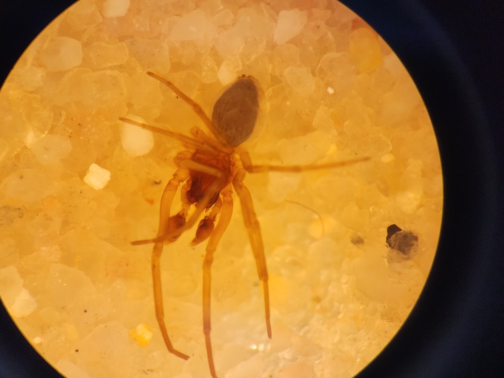 Arangina cornigera