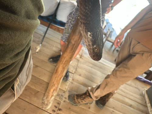 Boaedon fuliginosus