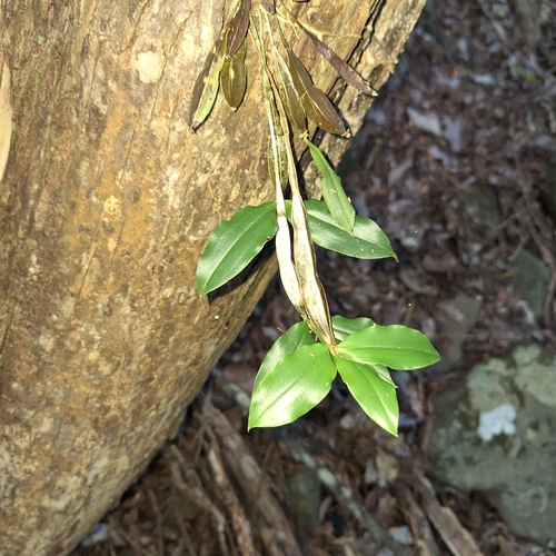 Dendrobium tetragonum, photograph 2