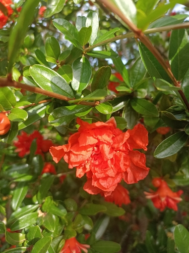 pomegranate