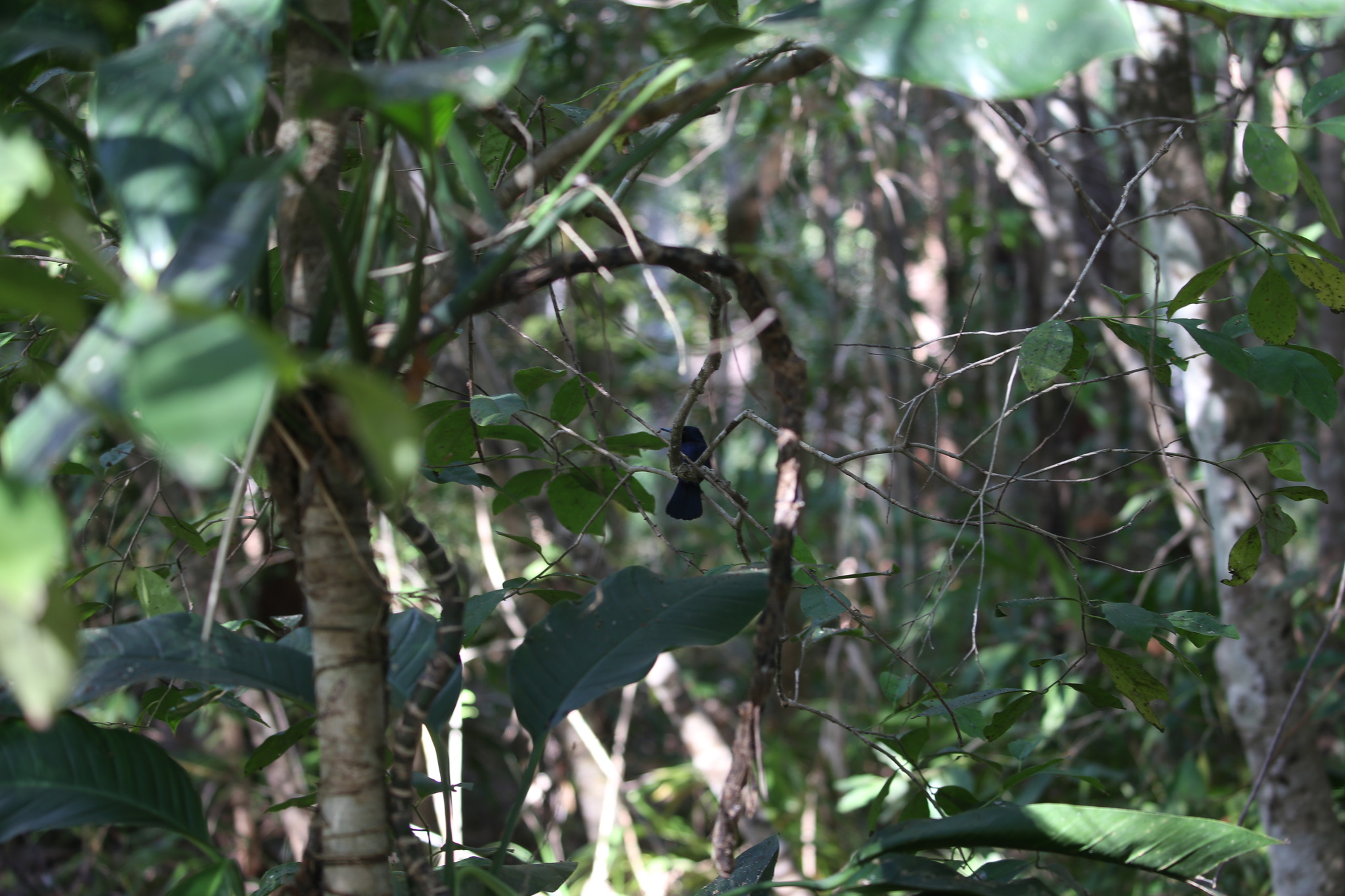 Shining Flycatcher (Myiagra alecto), photo 8