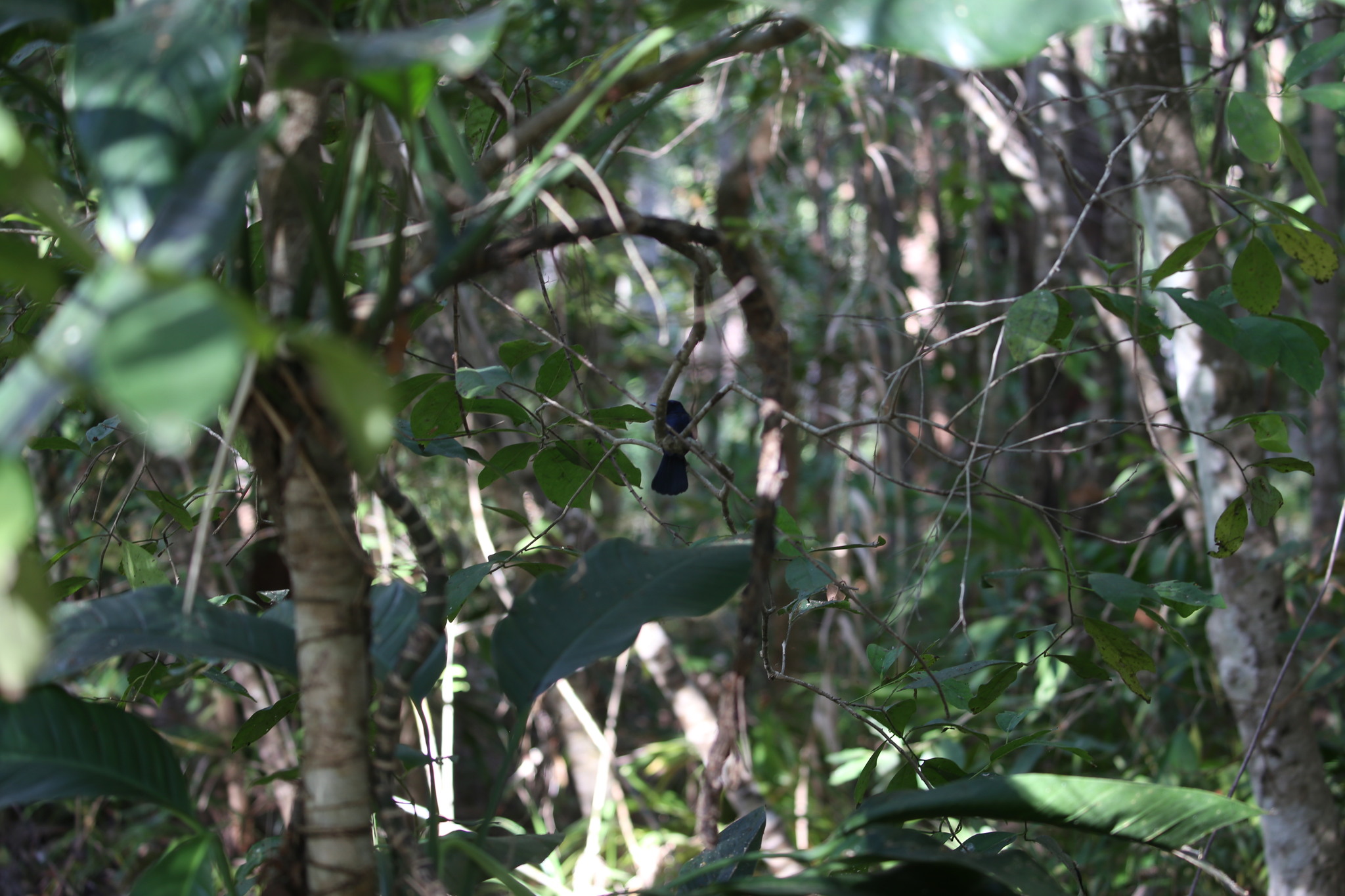 Shining Flycatcher (Myiagra alecto), photo 9