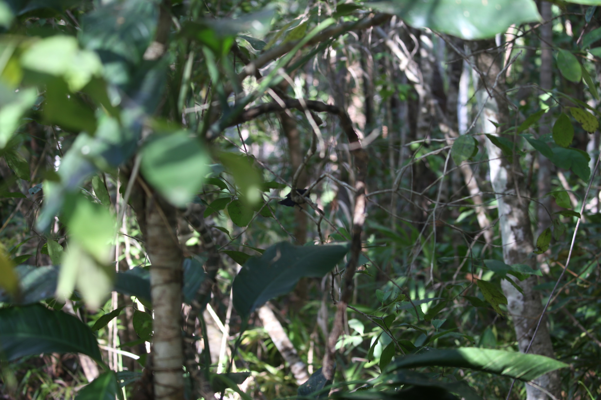 Shining Flycatcher (Myiagra alecto), photo 10