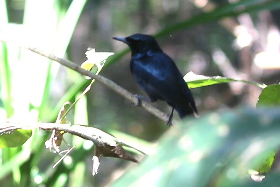 Shining Flycatcher (Myiagra alecto), photo 7