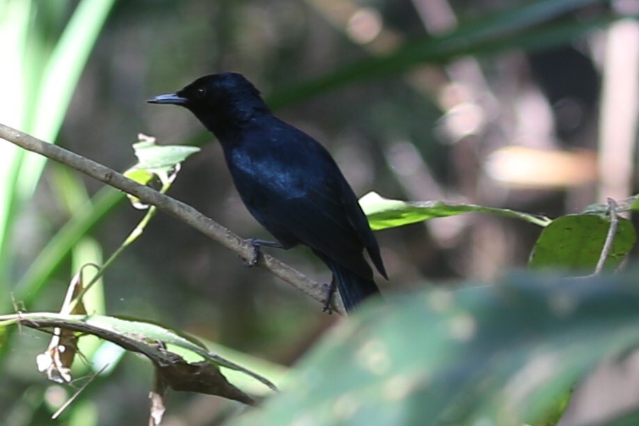 Shining Flycatcher (Myiagra alecto), photo 5