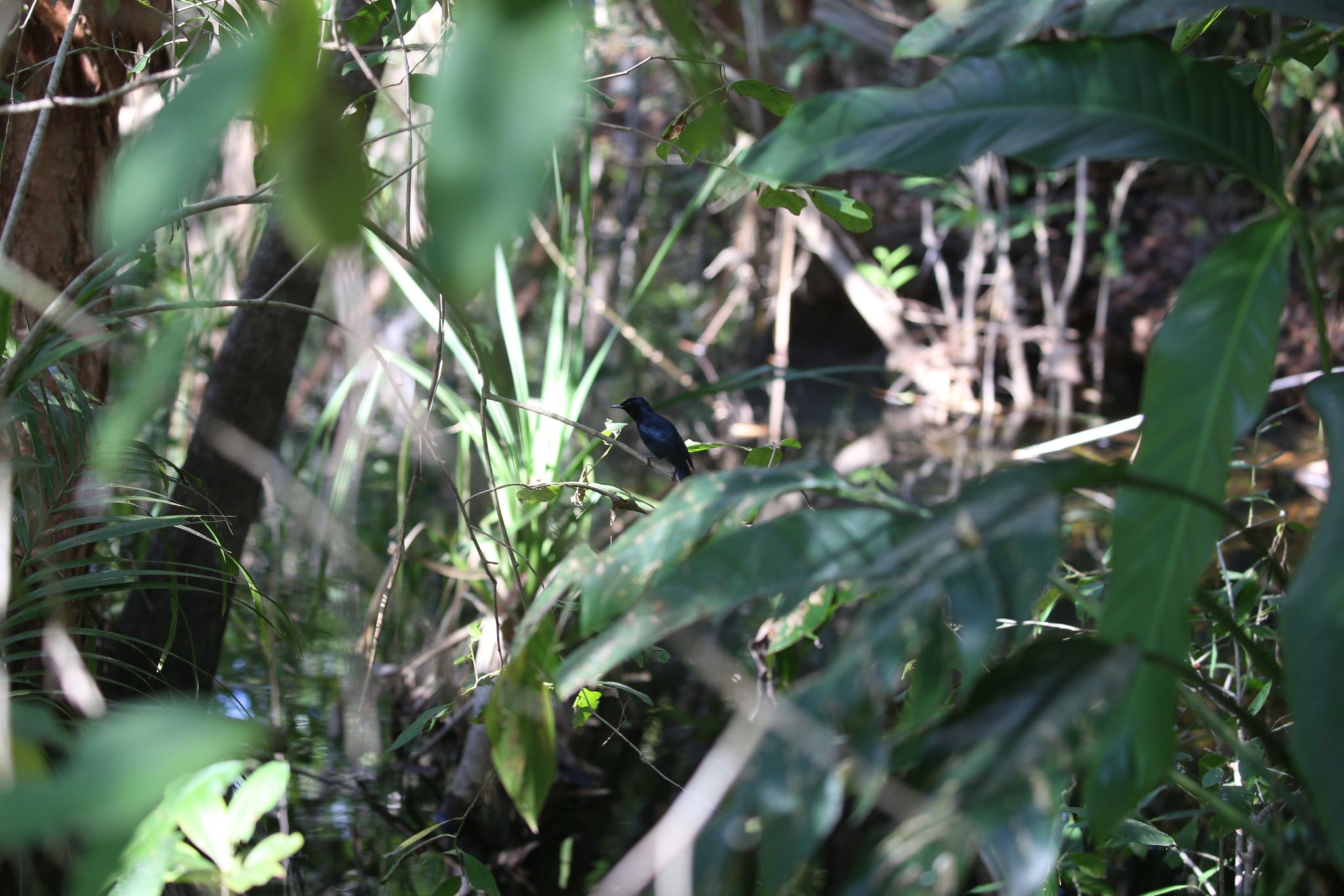 Shining Flycatcher (Myiagra alecto), photo 6