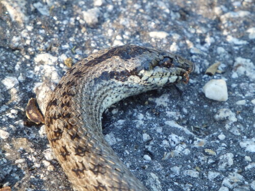 Iberian Smooth Snake