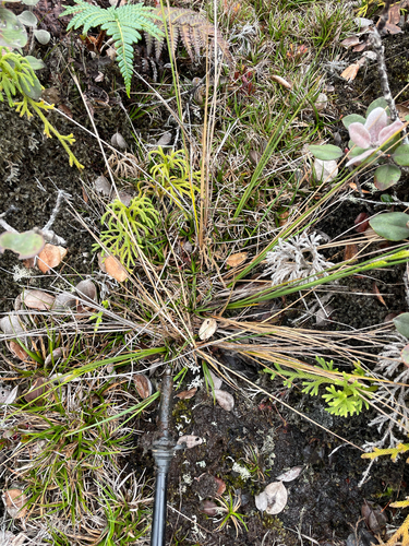 Carex montis-eeka observed 2026-06-15