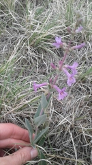 Penstemon fendleri