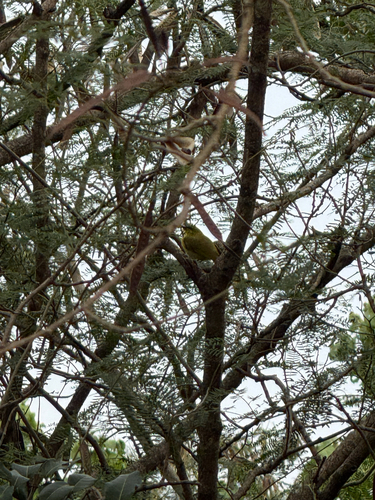 Yellow Honeyeater
