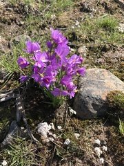 Olsynium douglasii