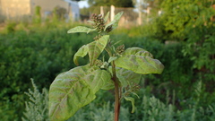 Atriplex hortensis, photograph (c) Marcin Dyderski, some rights reserved (CC BY)